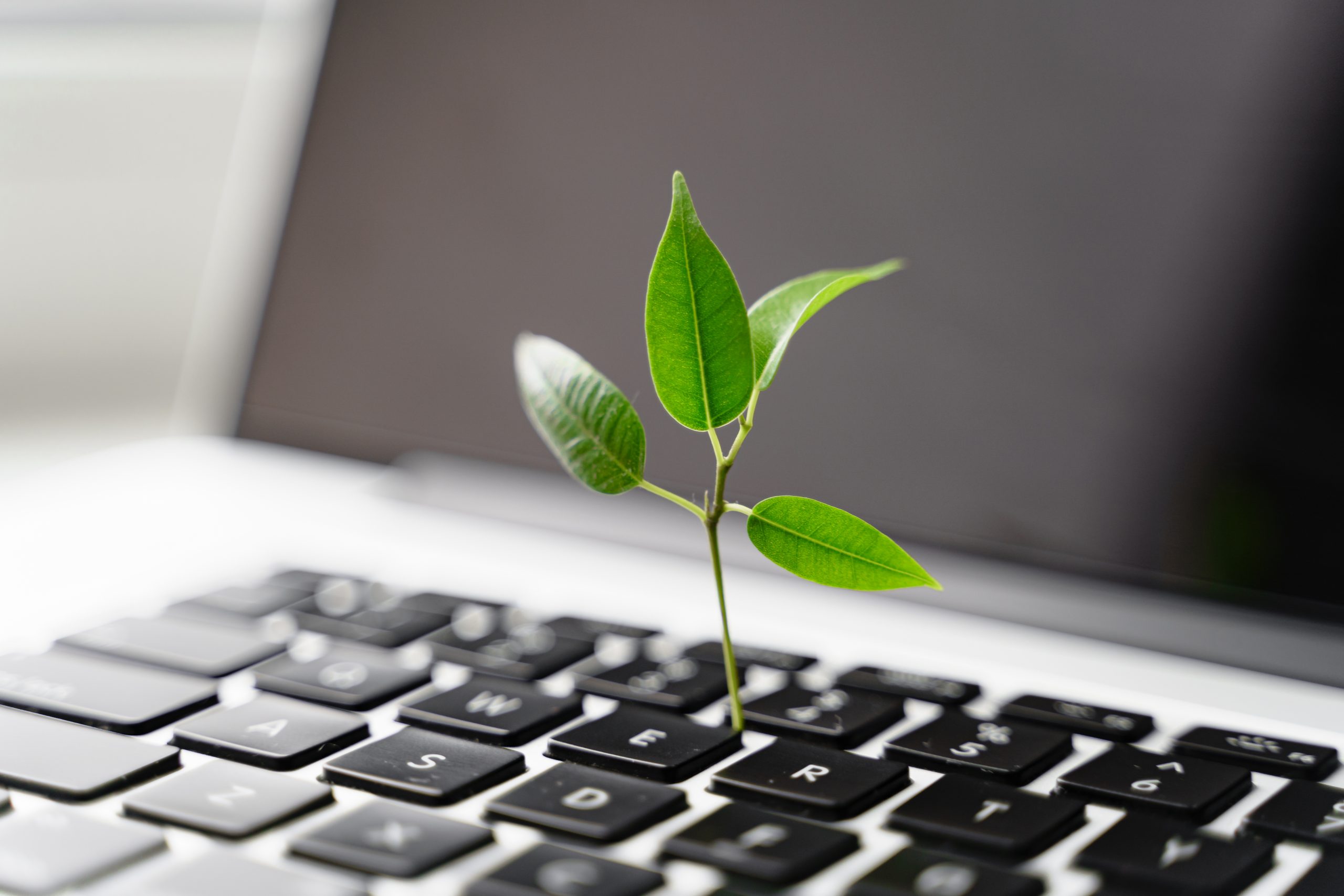 computer with plant - sustainable reporting