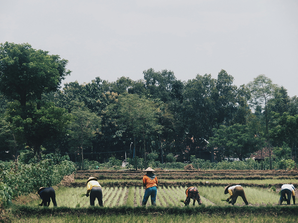 workers on rice farm - inclusive circular value chains